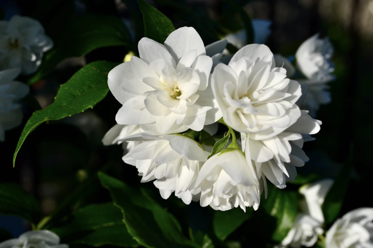 Jasmine Mogra Chameli Plant Care India