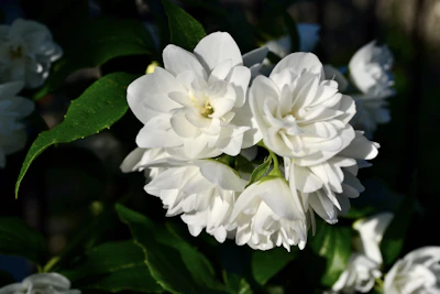 Jasmine Mogra Chameli Plant Care India