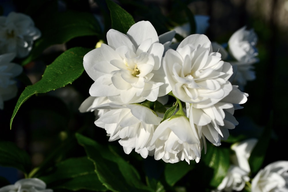 a bunch of white flowers with green leaves