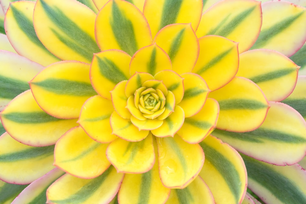 a close up of a yellow and green flower