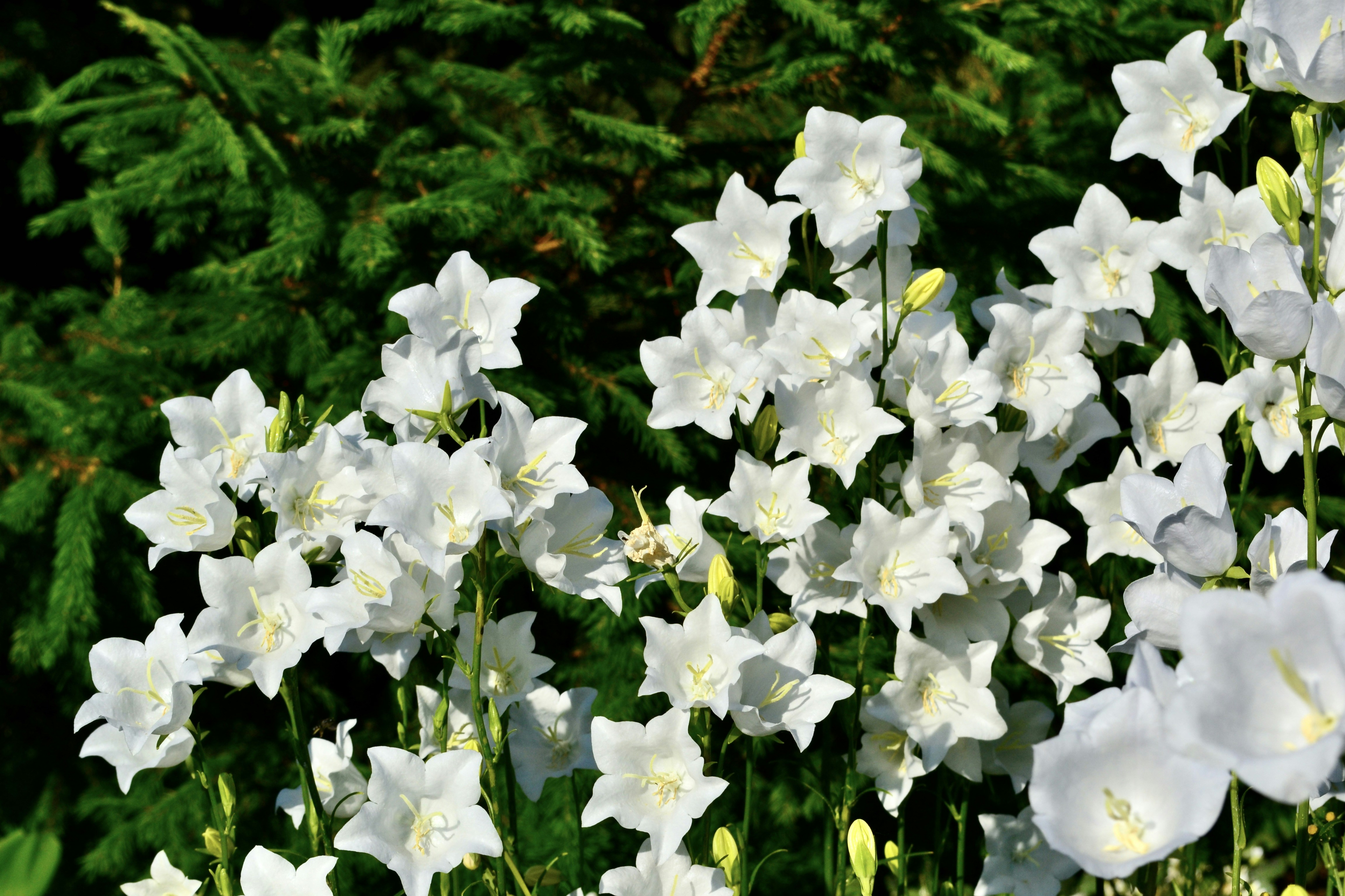 Photo by evgenslavin