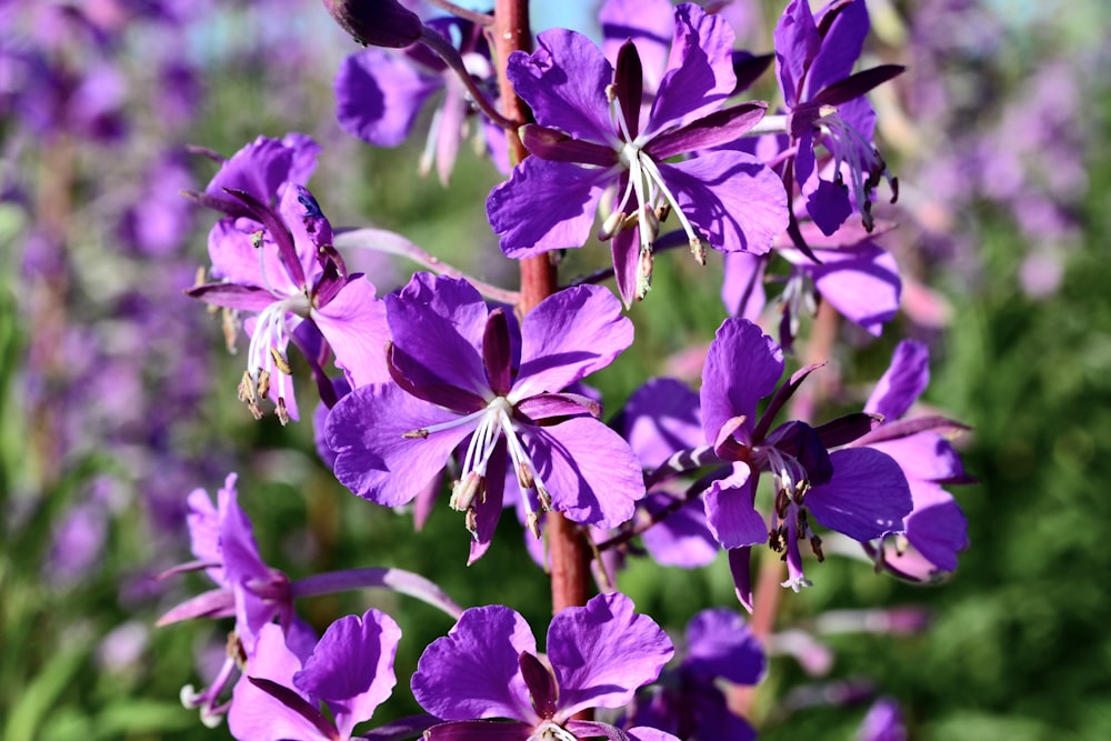 a bunch of purple flowers in a field