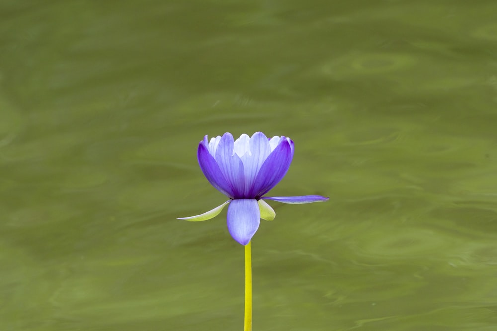 Un fiore viola che galleggia sopra uno specchio d'acqua