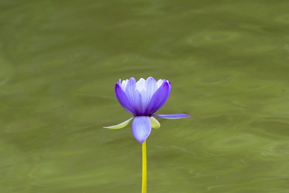 une fleur violette flottant au-dessus d’un plan d’eau