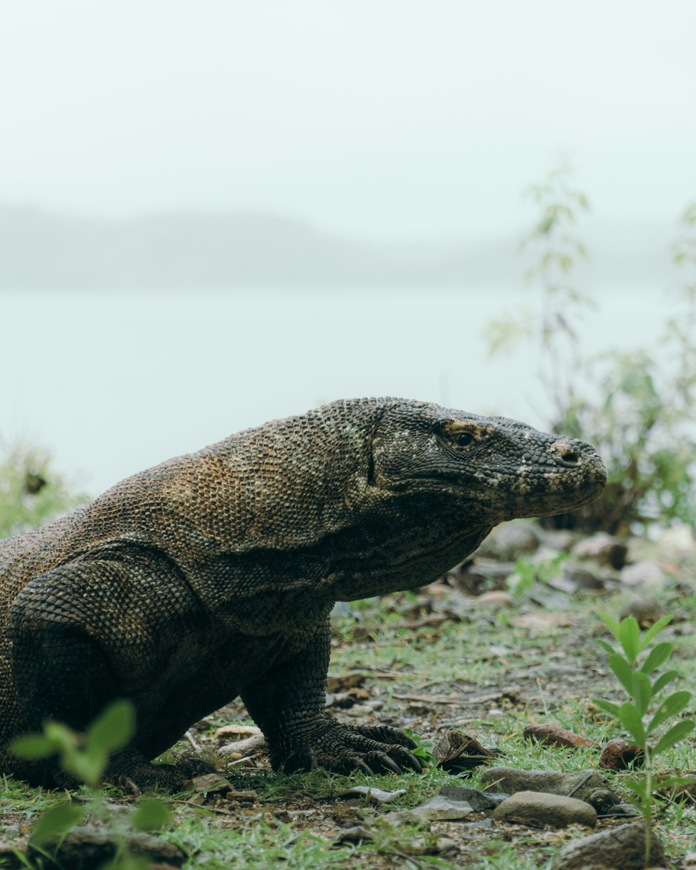 a large lizard sitting on top of a lush green field