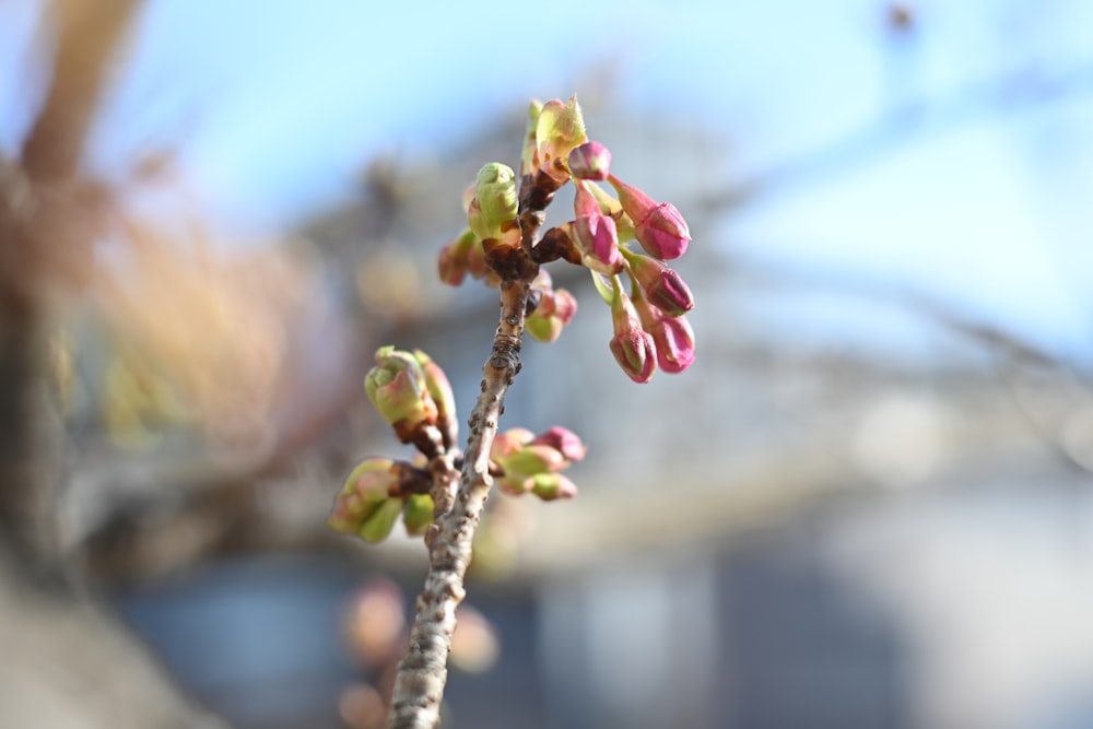 a close up of a flower on a tree branch