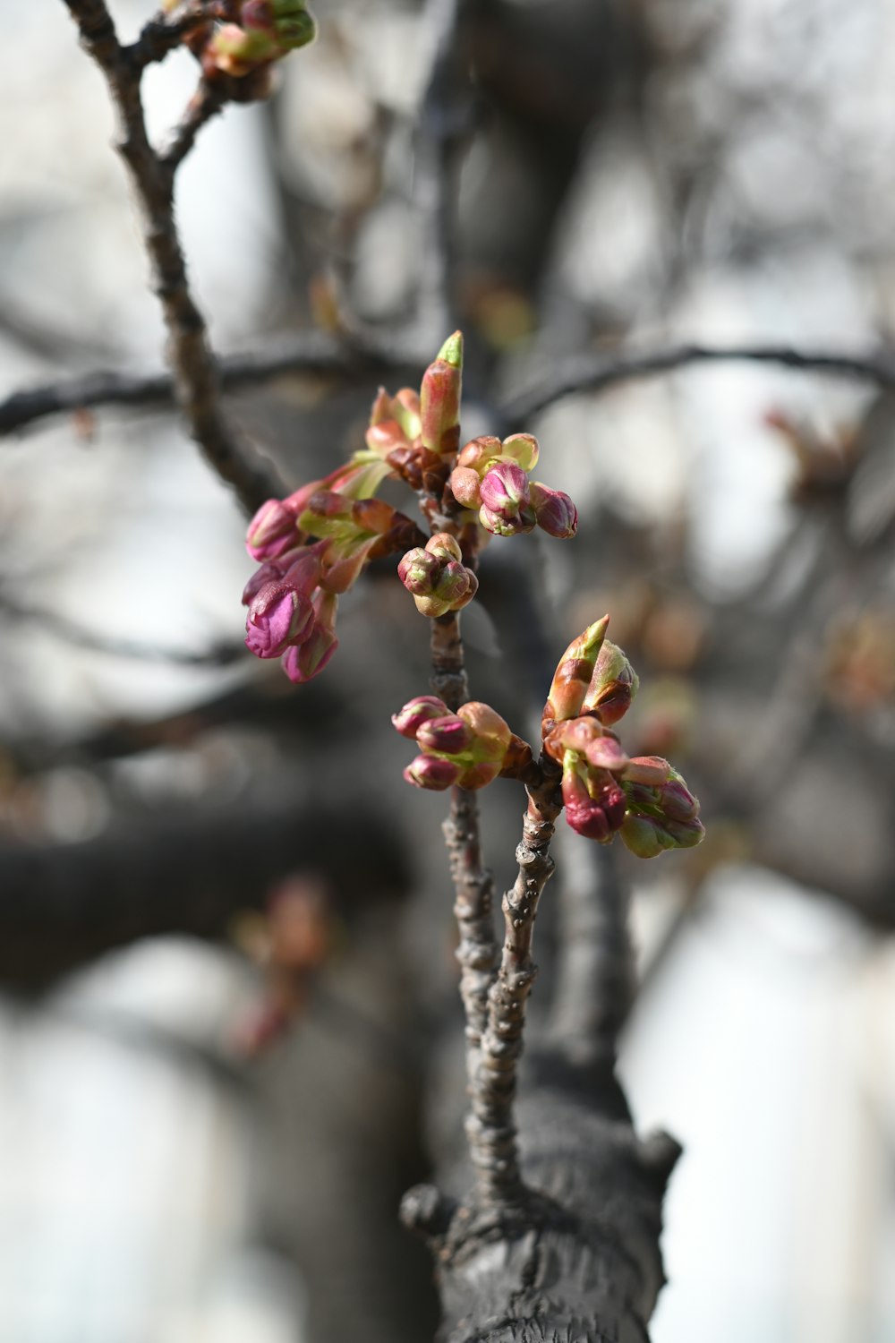 a small tree with pink flowers on it