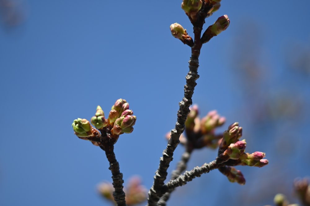 a tree branch with buds and a blue sky in the background