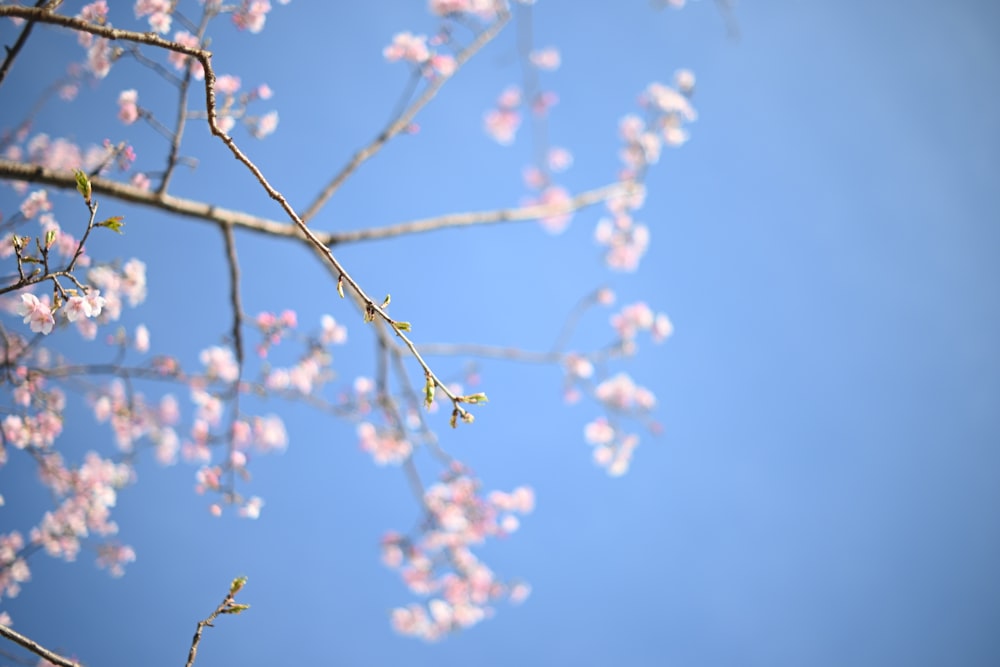 a branch with pink flowers against a blue sky