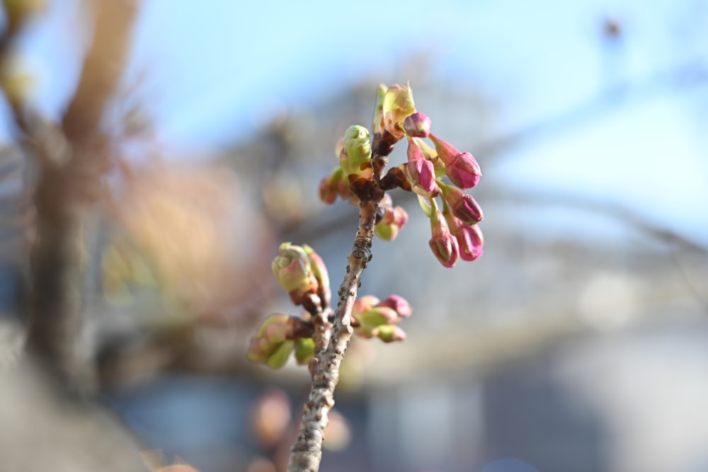 a close up of a flower on a tree branch