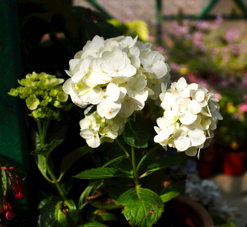 a potted plant with white flowers and green leaves