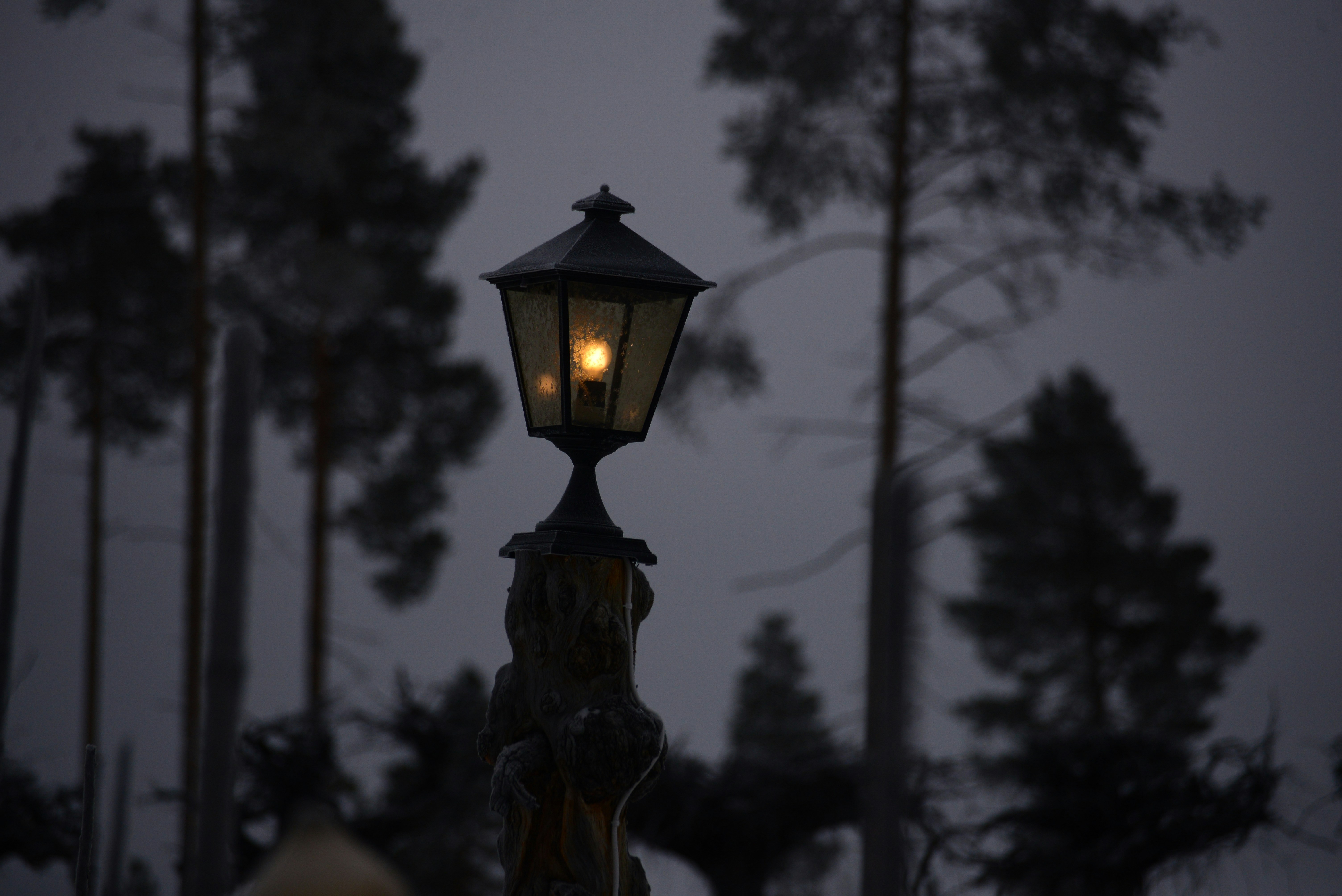 Un lampadaire au milieu d’une forêt la nuit