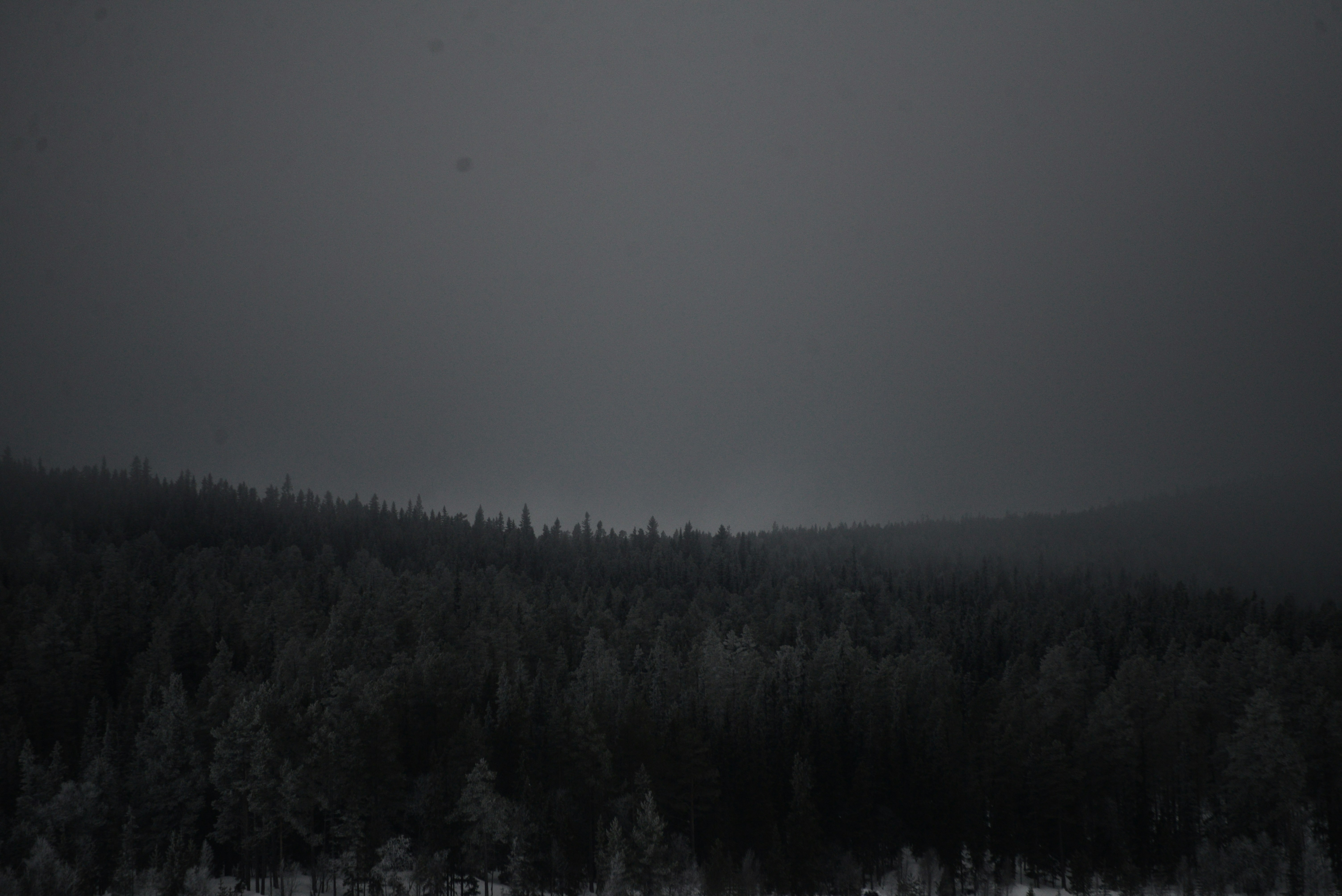 Une photo en noir et blanc d’une forêt