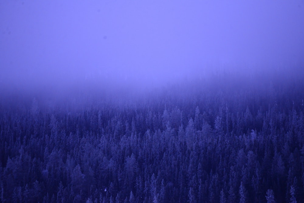 a foggy forest with trees in the foreground