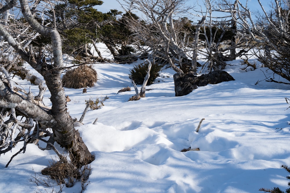 a snow covered field with trees and bushes