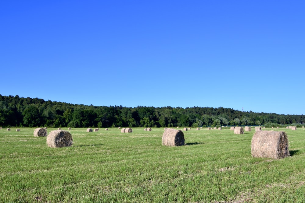 Ein Feld voller Heuballen mit Bäumen im Hintergrund