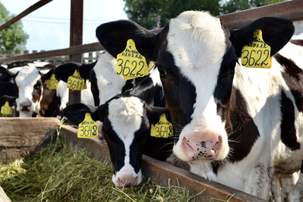 a herd of black and white cows standing next to each other