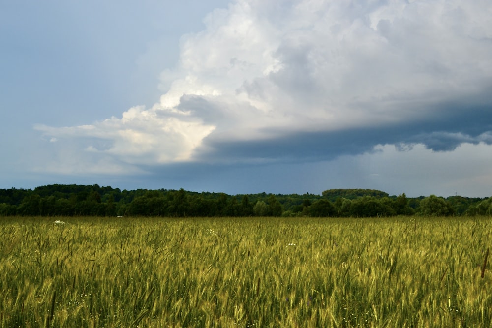 a large field of green grass under a cloudy sky