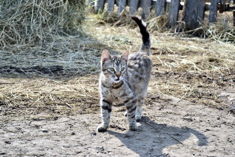 a cat walking across a dirt field next to a fence