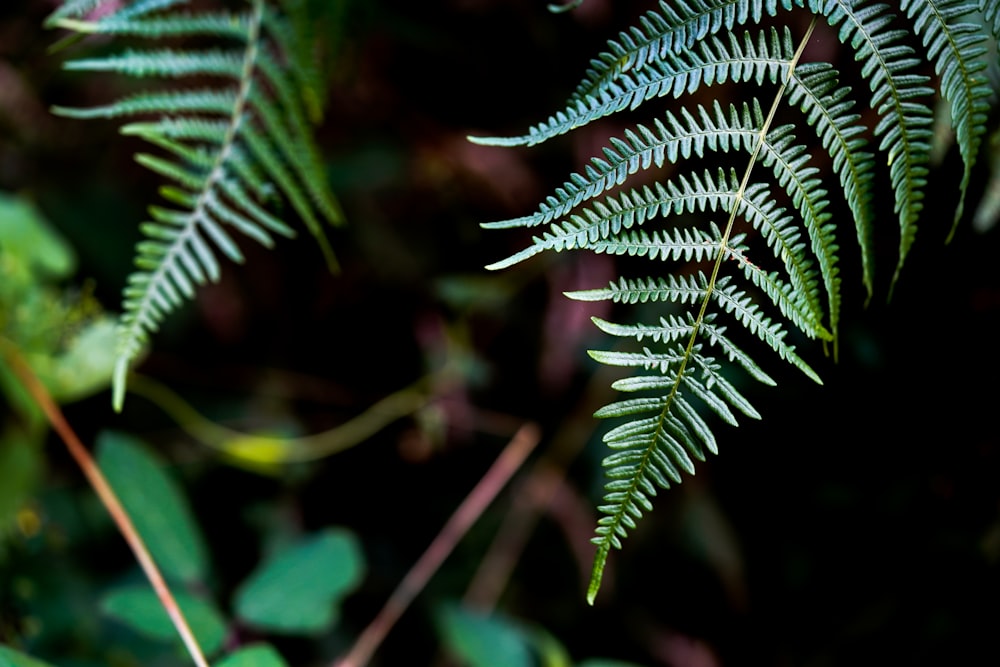 un gros plan d’une plante verte avec des feuilles