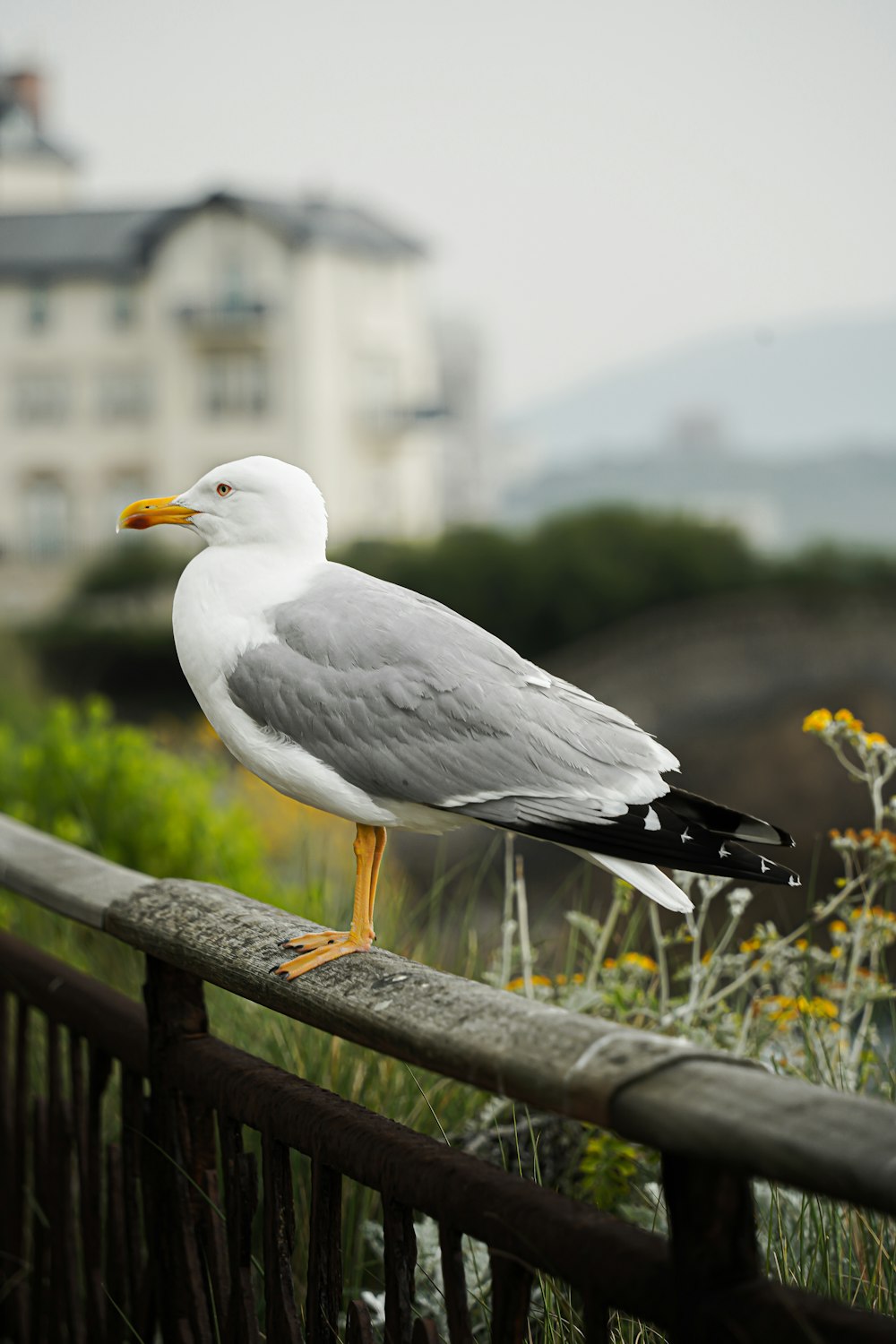 a seagull is standing on a rail by a building