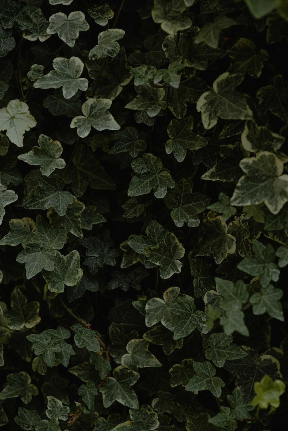 a close up of a tree with green leaves