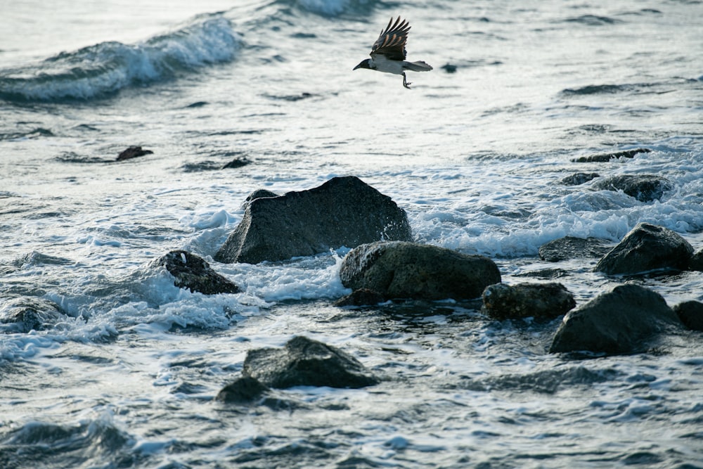 Un uccello che vola sopra uno specchio d'acqua