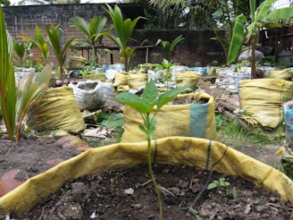 A garden scene featuring numerous small plants growing in soil-filled yellow bags. The bags are arranged in rows on the ground, surrounded by greenery and various tropical plants, including palm trees. The background includes a wooden and brick fence.