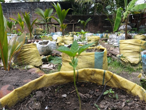 A garden scene featuring numerous small plants growing in soil-filled yellow bags. The bags are arranged in rows on the ground, surrounded by greenery and various tropical plants, including palm trees. The background includes a wooden and brick fence.