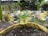 A garden scene featuring numerous small plants growing in soil-filled yellow bags. The bags are arranged in rows on the ground, surrounded by greenery and various tropical plants, including palm trees. The background includes a wooden and brick fence.