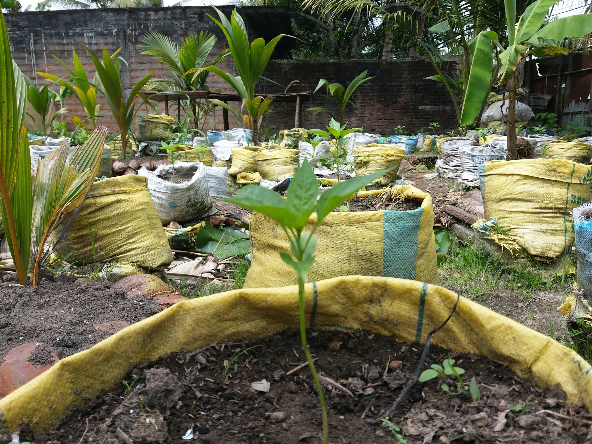 A garden scene featuring numerous small plants growing in soil-filled yellow bags. The bags are arranged in rows on the ground, surrounded by greenery and various tropical plants, including palm trees. The background includes a wooden and brick fence.