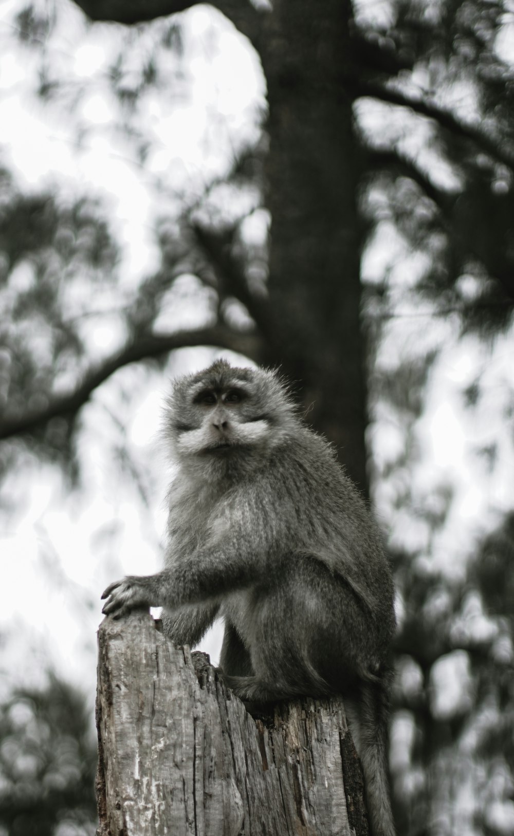 Un pequeño mono sentado encima de un poste de madera