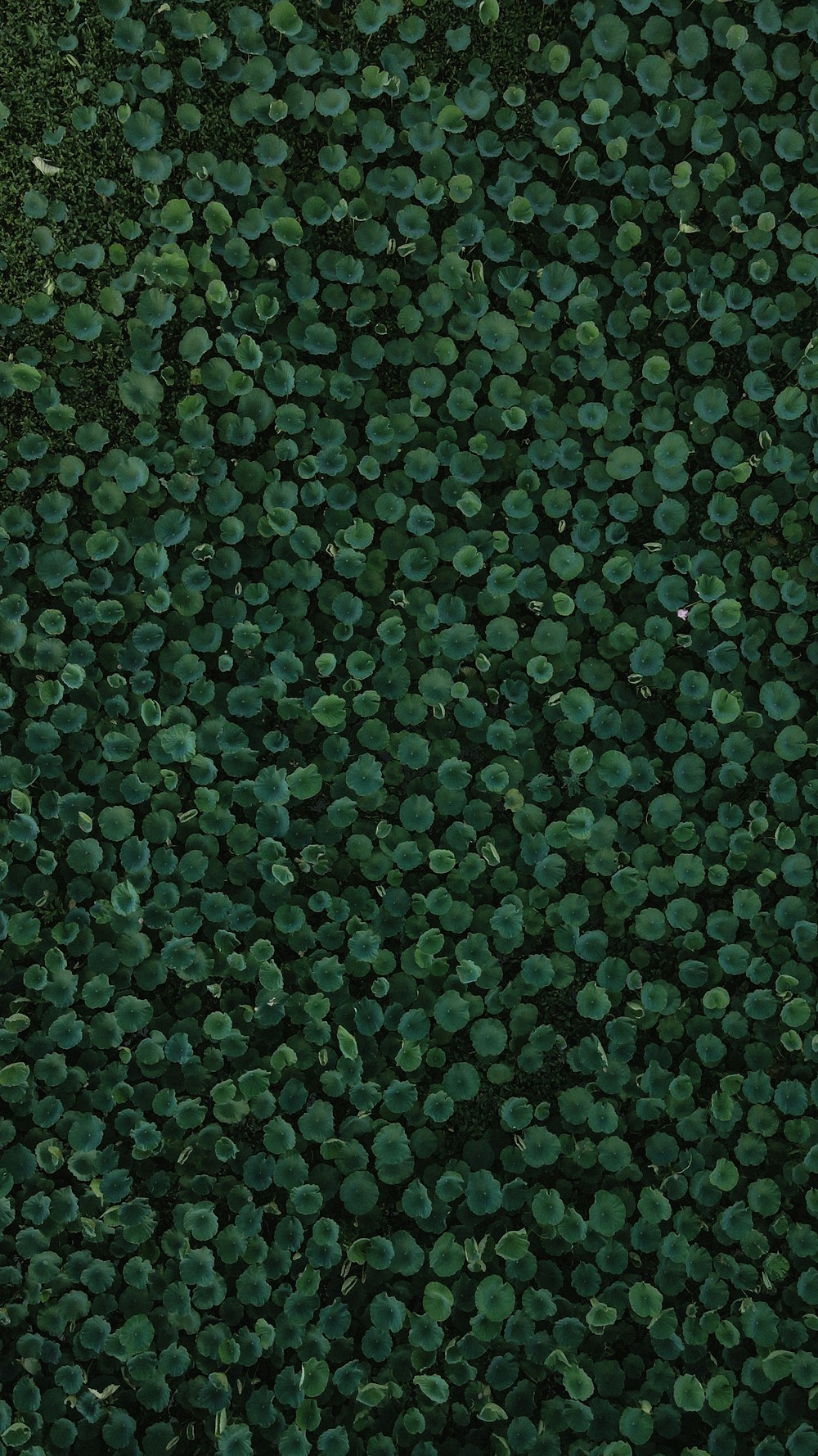 a large group of green plants in a field