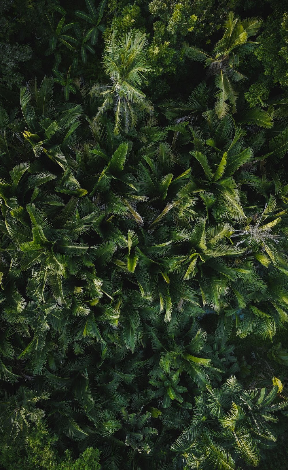 an overhead view of a lush green forest