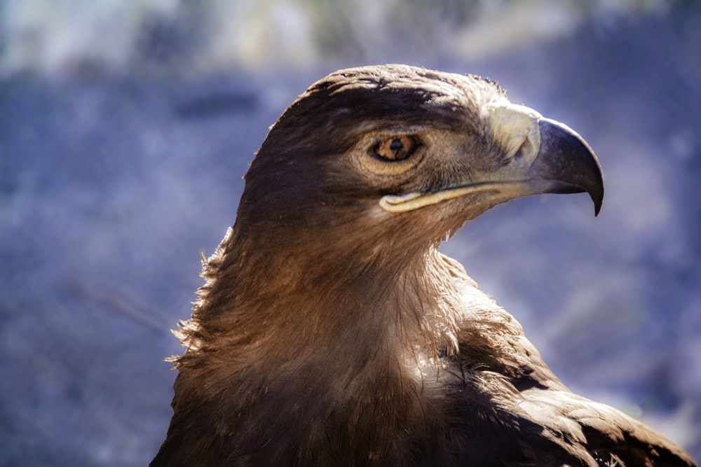 a close up of a bird of prey