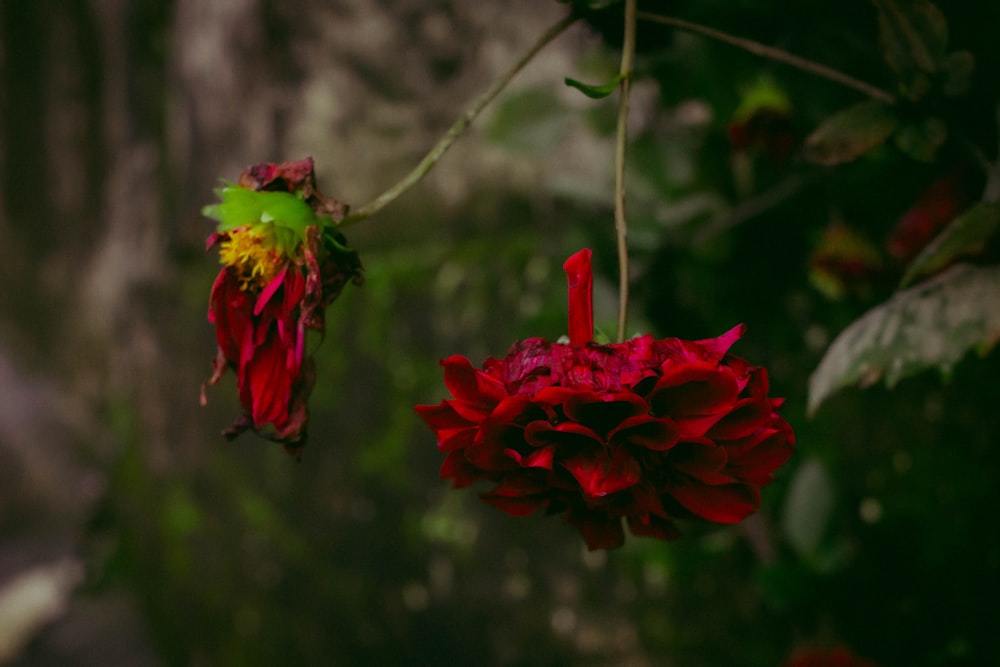 a red flower hanging from a tree branch