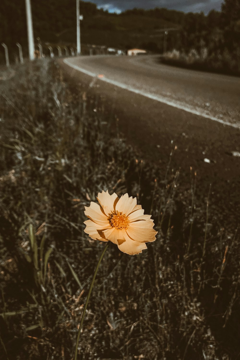 Eine einzelne gelbe Blume am Straßenrand