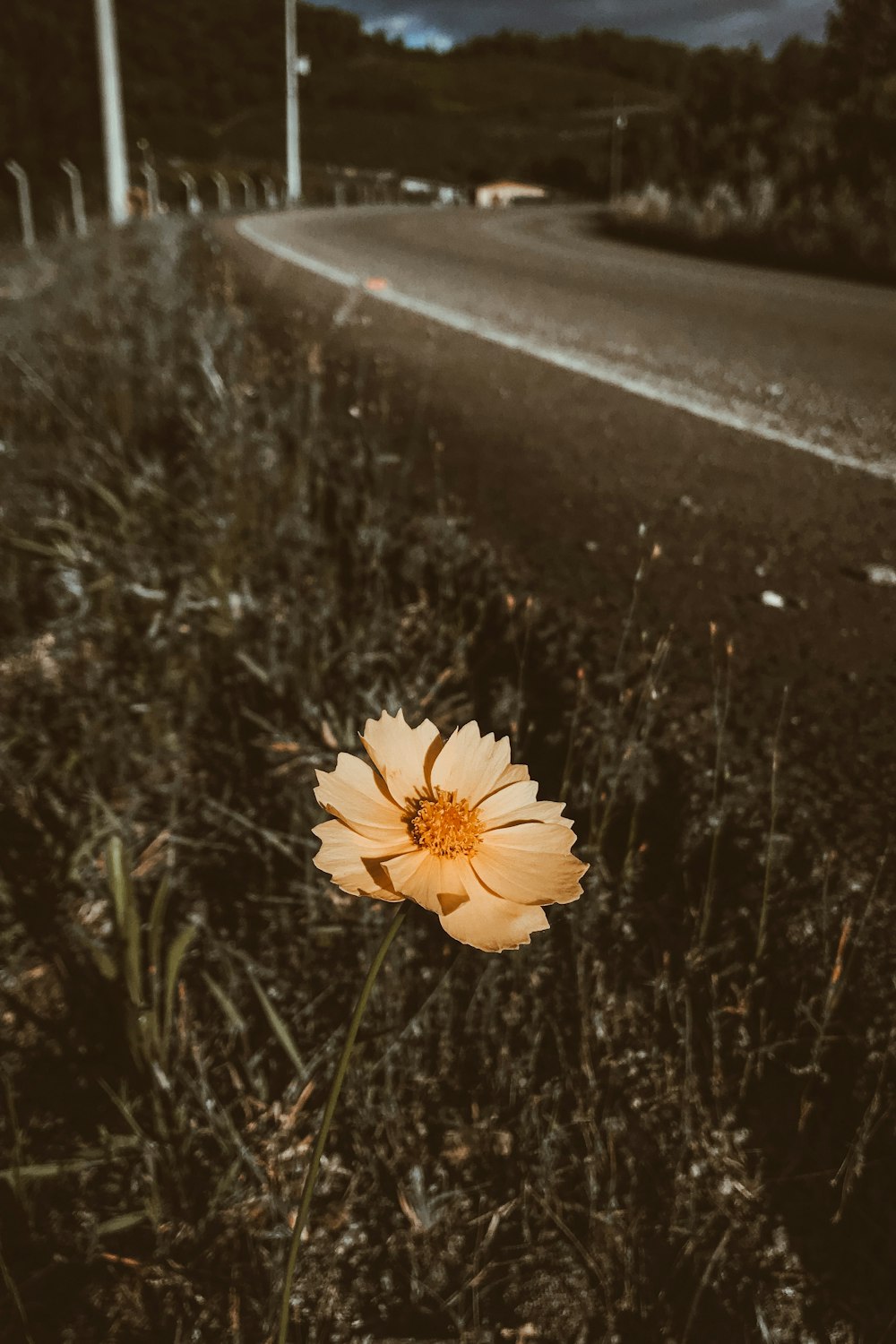 a single yellow flower sitting on the side of a road