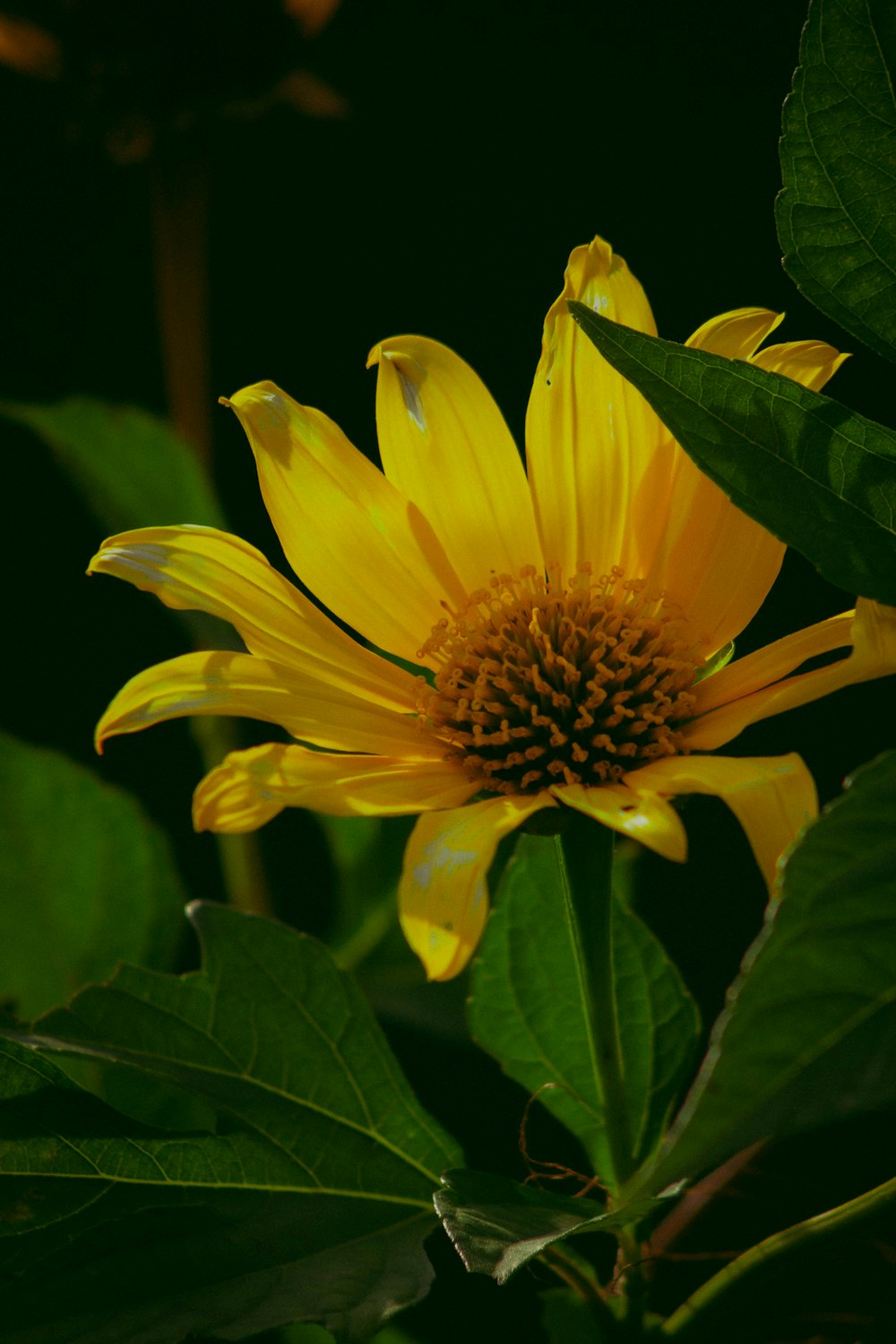 a yellow flower with green leaves on a dark background