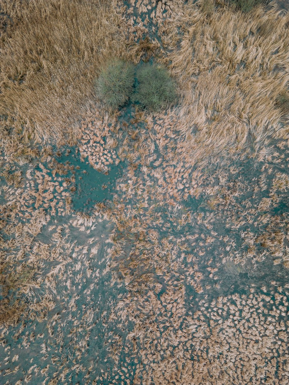 a bird's eye view of a patch of grass