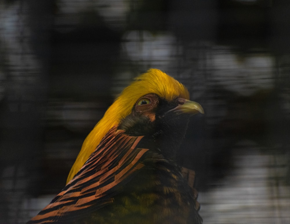 a close up of a bird with a blurry background