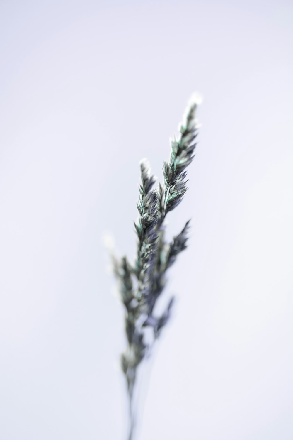 Un primer plano de una planta con nieve