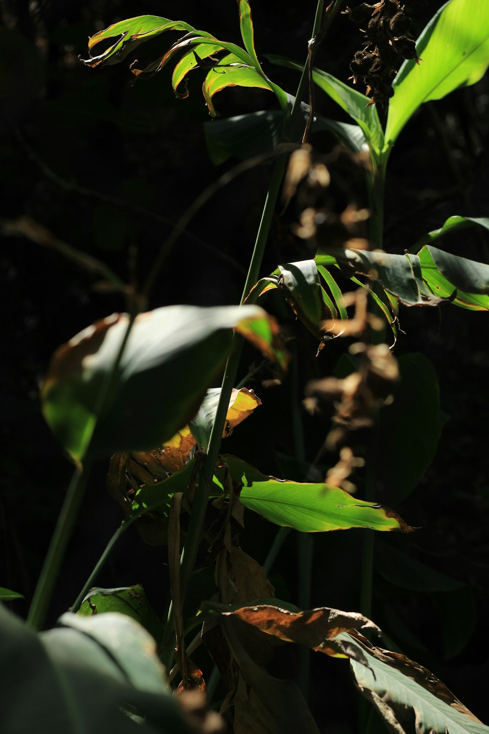 a close up of a green plant with leaves