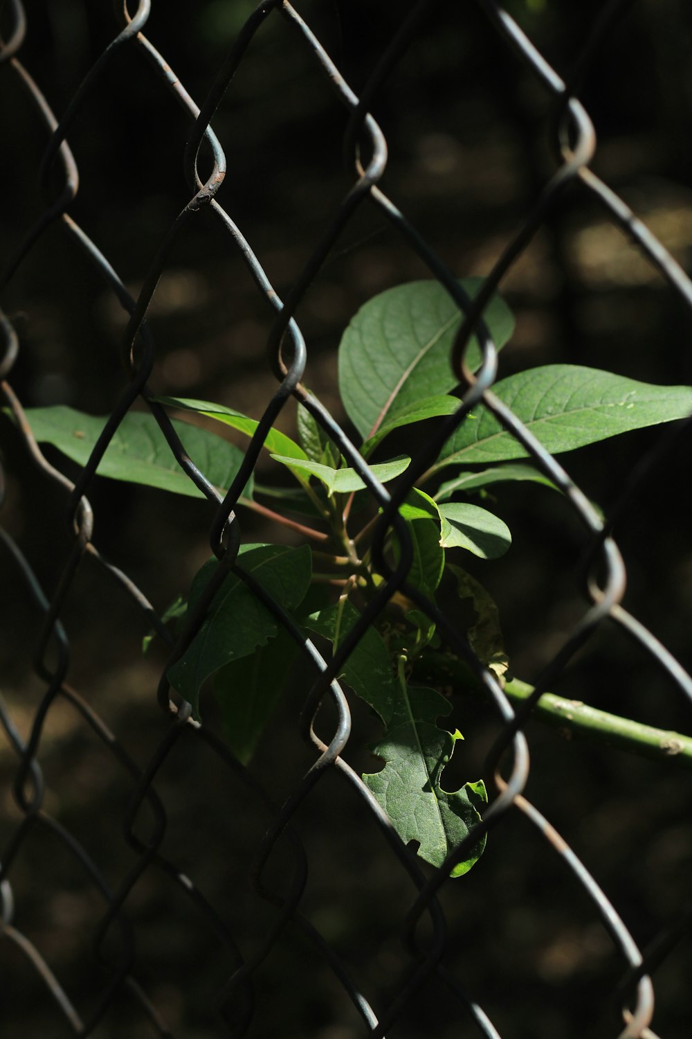 a plant is growing through a chain link fence