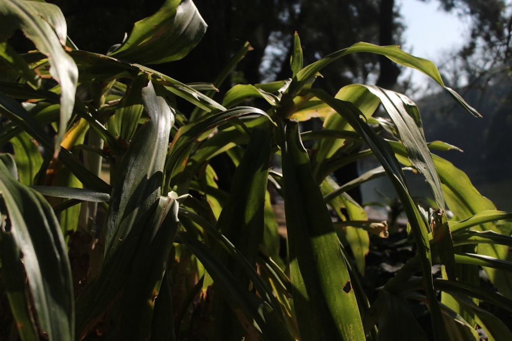 a close up of a plant with lots of leaves