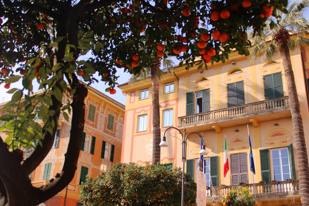 an orange tree in front of a building