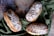 Three artisan loaves of bread are arranged on a textured, patterned surface with a green cloth beneath them. The bread has intricate dusting patterns of flour on top, highlighting the rustic and homemade quality of the loaves.