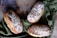 Three artisan loaves of bread are arranged on a textured, patterned surface with a green cloth beneath them. The bread has intricate dusting patterns of flour on top, highlighting the rustic and homemade quality of the loaves.