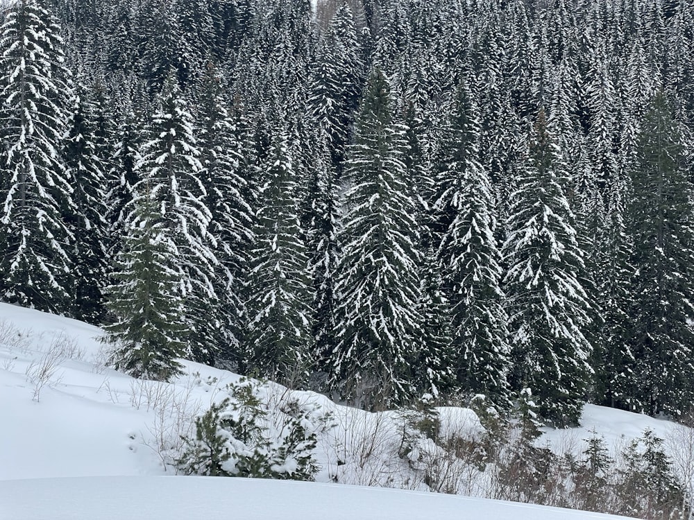 Una foresta innevata con alberi sempreverdi sullo sfondo