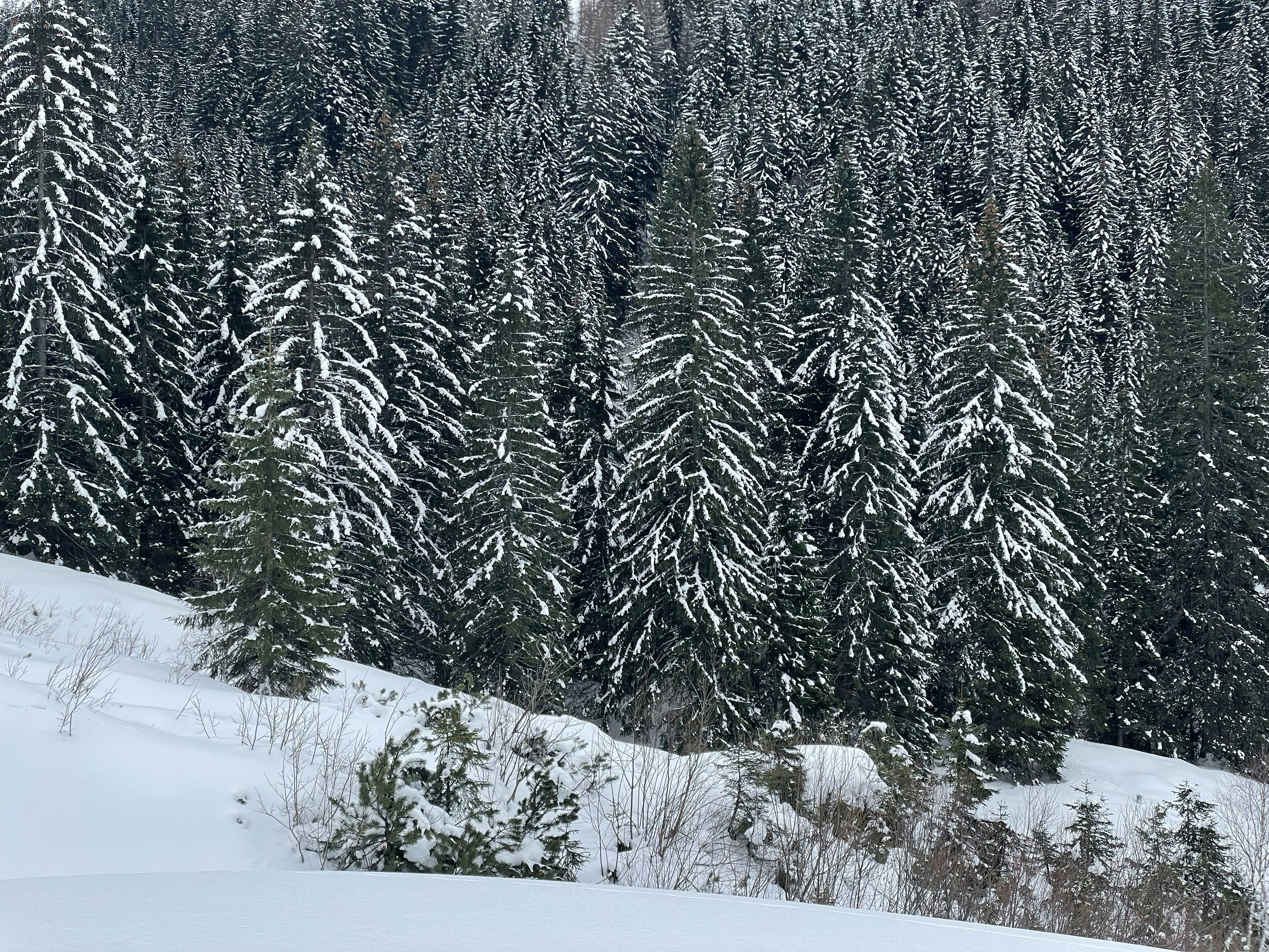 Featured image of post brush